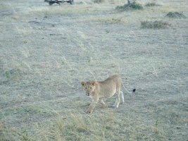 gal/Honeymoon/Masai Mara/_thb_DSCF0148.JPG